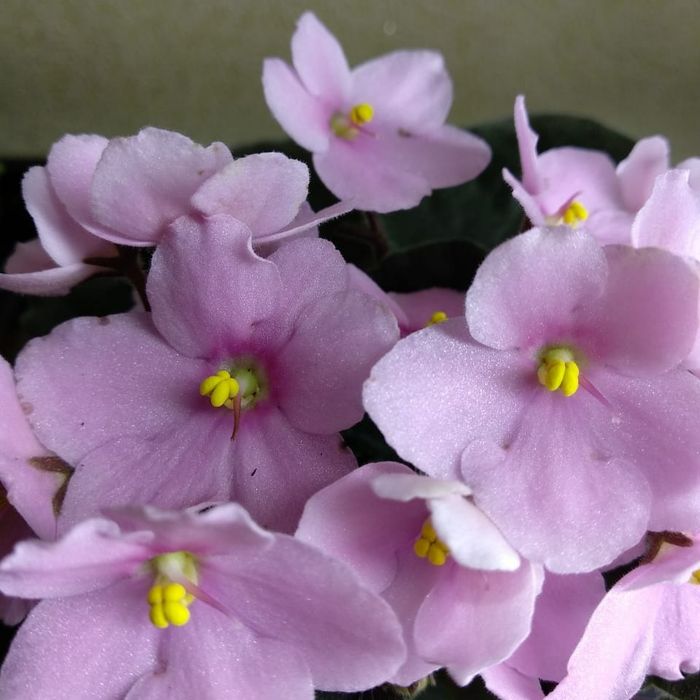 Живые цветы, фиалки