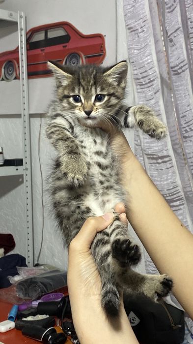 Отдам котят в добрые руки