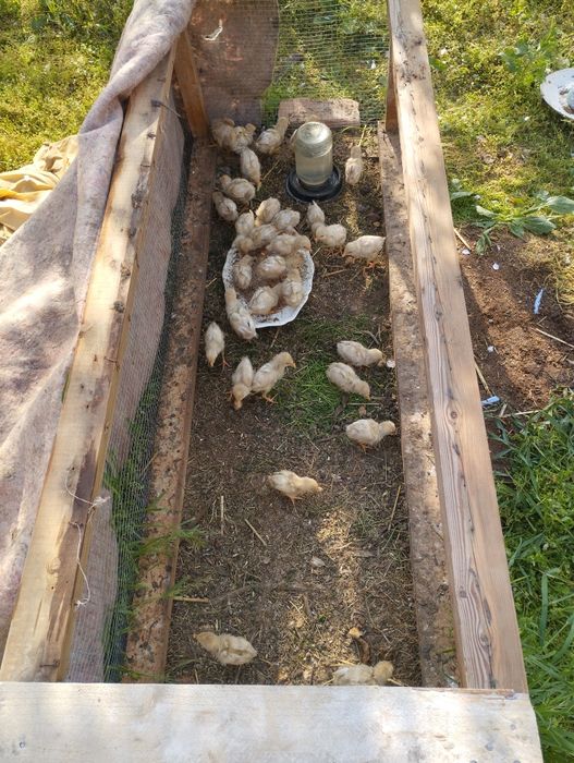 Продаются циплята