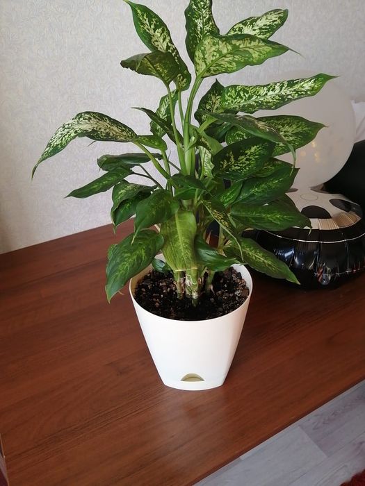 Продам цветы комнатные