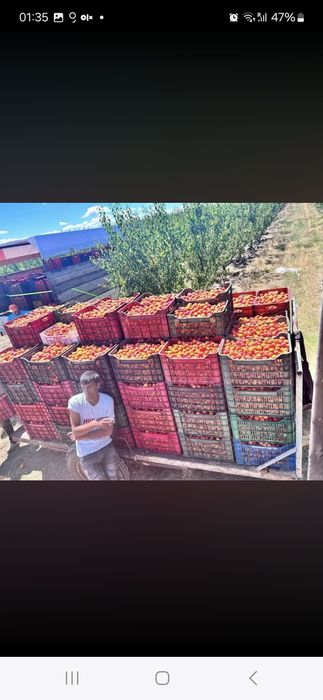 Avem caise de foarte bună calitate pentru o pălincă extraordinară noi suntem soluția!