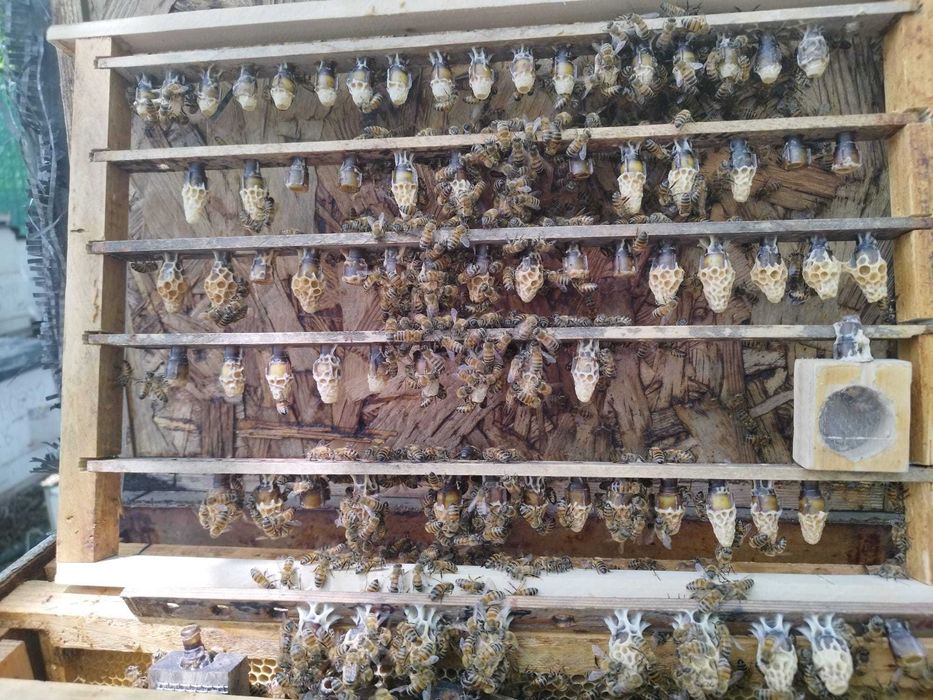 Vand matci albine imperecheate, rasa carnica, carpatina, 2025, marcate