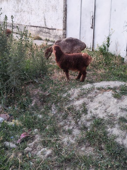 Ona bola qo'y sotiladi