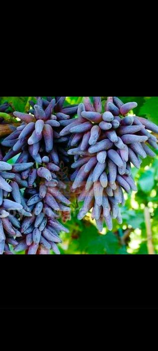 Аватар , хэллоуин, ламборжини узум каламчалари ва кучатлари сотилади