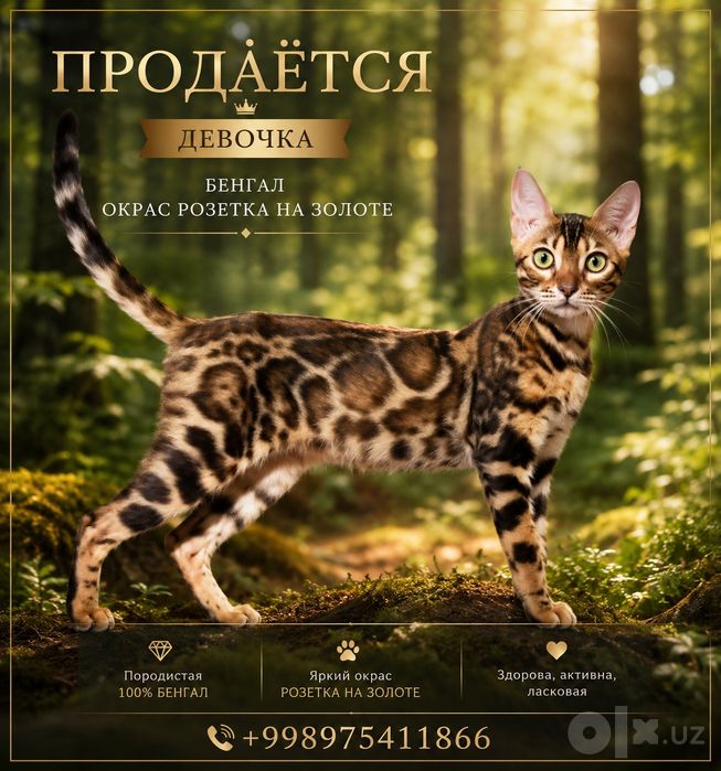 Бенгальские кошечки молодые