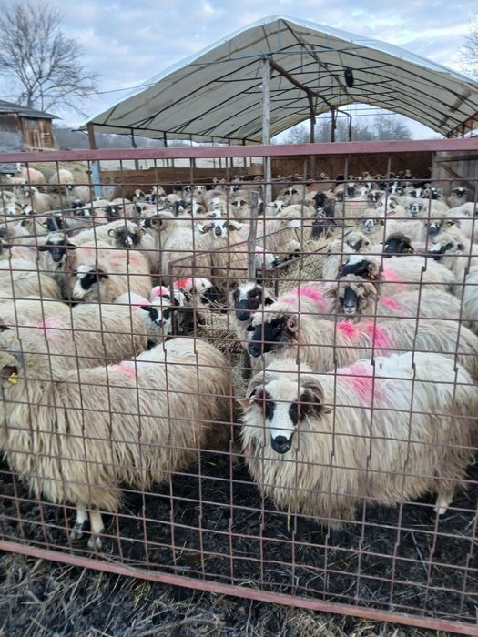 Vind  210 oi breze și oachise cu miei