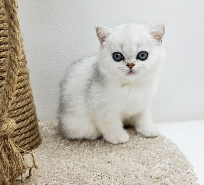 Котик БриТансКий сереБро шинШилла