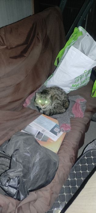 Отдам кошечку в хорошие руки