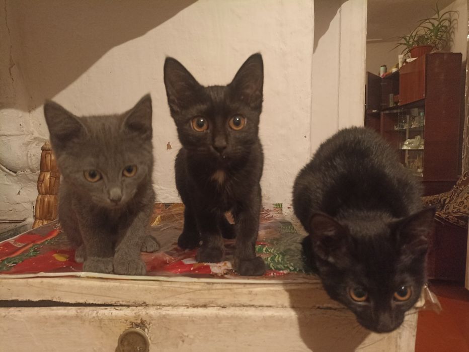 Отдам котят в добрые руки