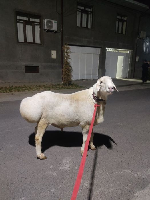 Qo’y sotiladi yirik
