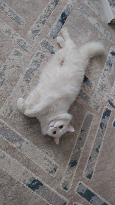 Отдам бесплатно кот