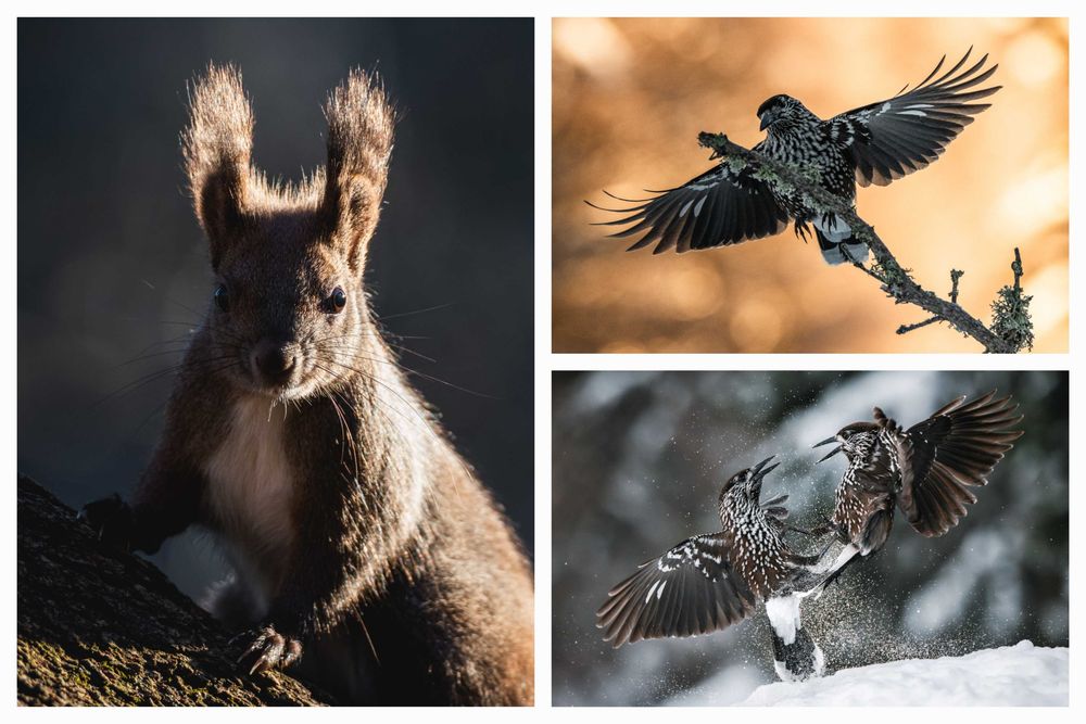 обектив Nikon NIKKOR Z 180-600mm f/5.6-6.3 VR