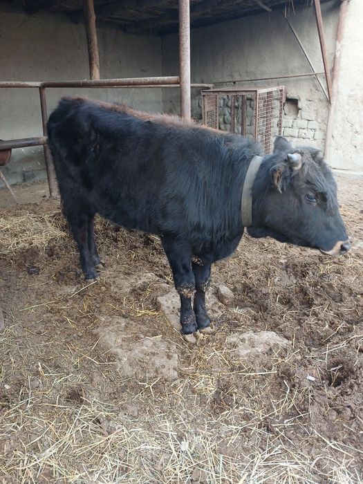 Букача сотилади 10 ойлик соглом