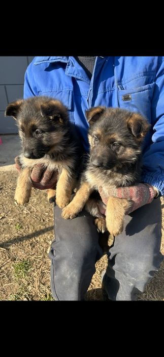 Продам щенки немецкий овчарки