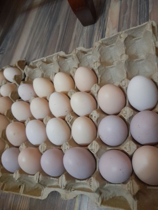 Яйцо для инкубатор