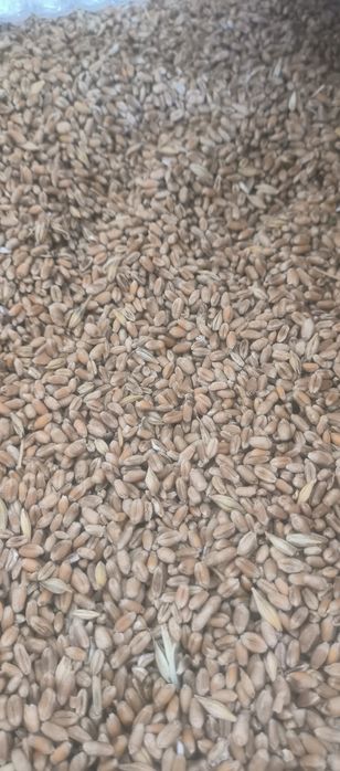 Ечемик  пшеница 2025