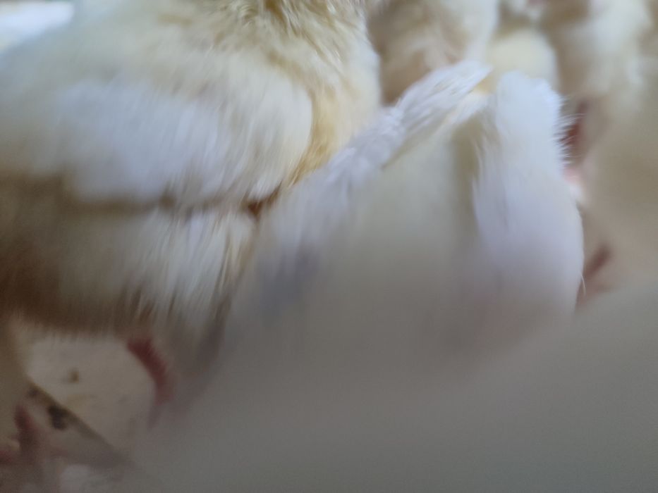 Ок рус товук минорка жужалари бор