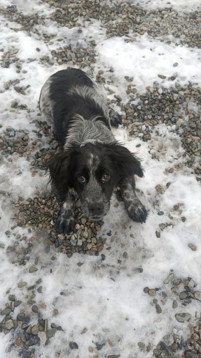 Русский спаниель