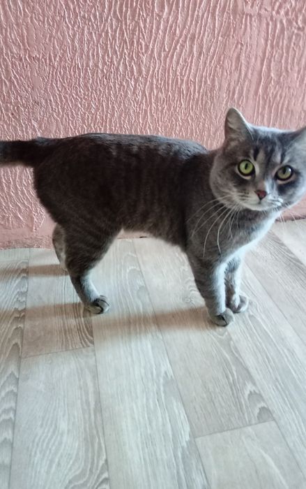 Отдам в добрые руки.