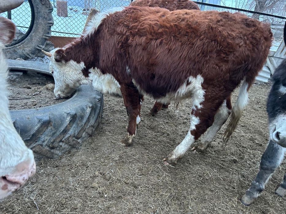 Ақбас қашарлар сатылады 2жасар