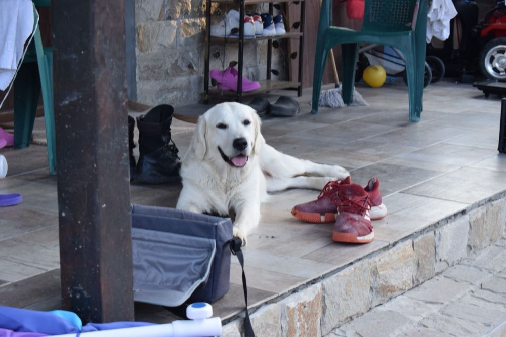 Голдън Ретривър ***FCI***