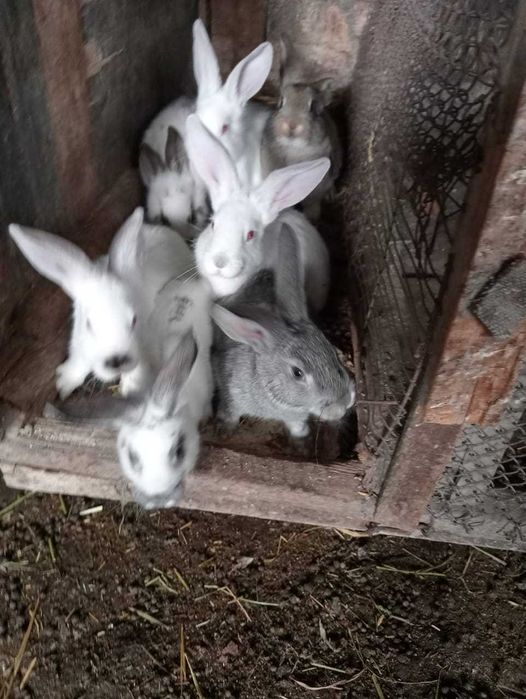 Продам крольчат фландеров