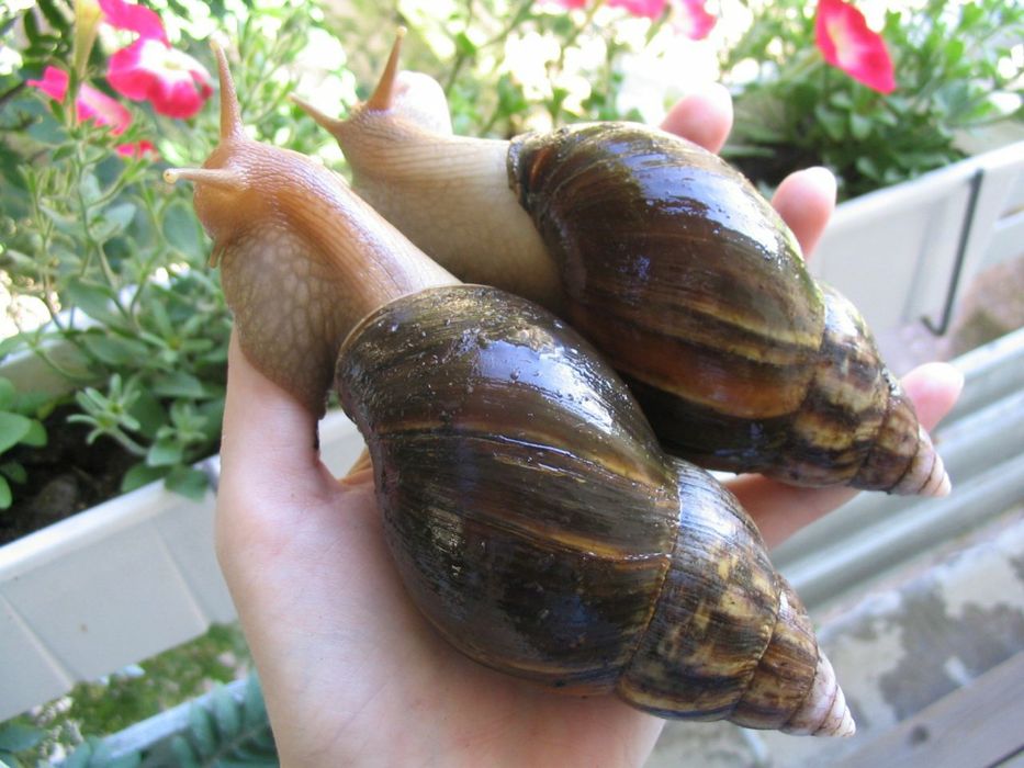 Улиткалар сотилади