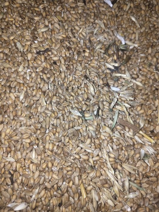 Пшеница кормовая