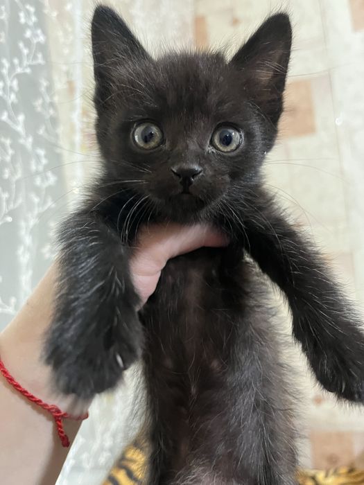 Отдам котят бесплатно