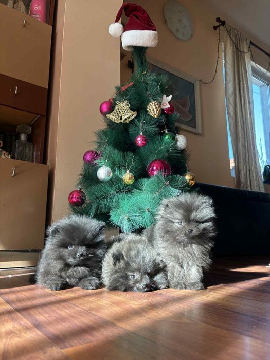 Померани момче и момиче