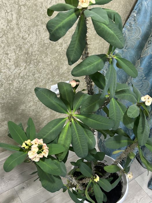 Домашний цветок