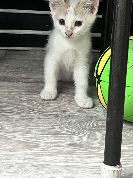 Отдам котенка в заботливые  руки