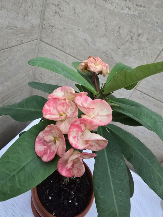 Цветущий красивый малочай!