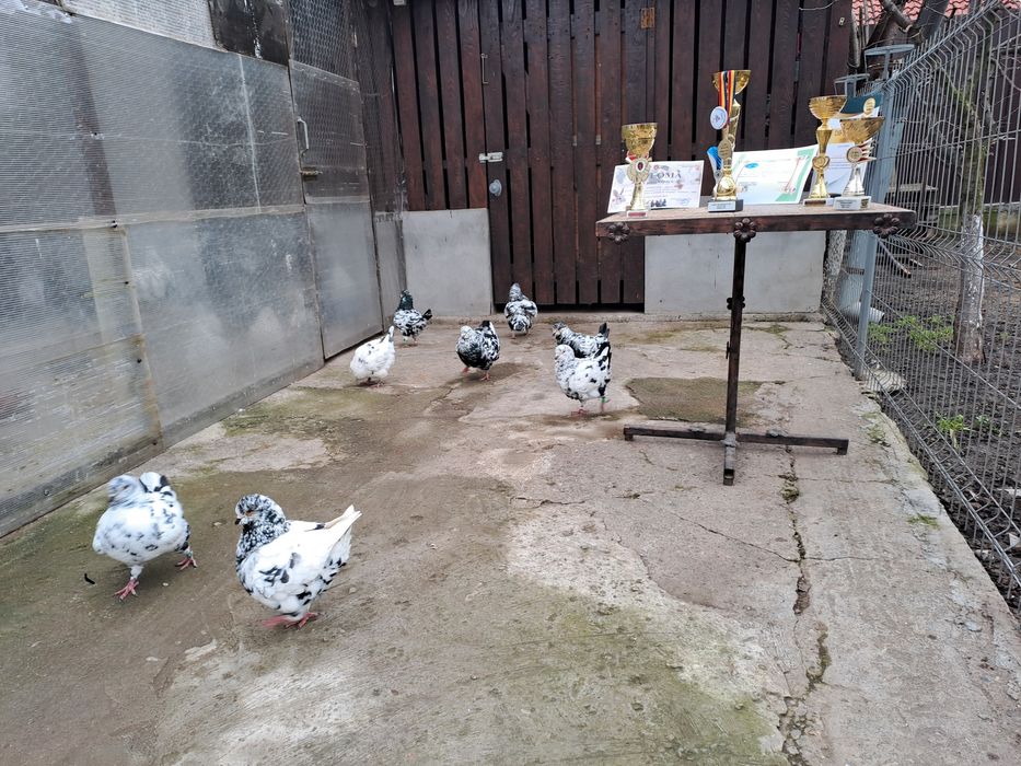 Porumbei Kingi de vânzare