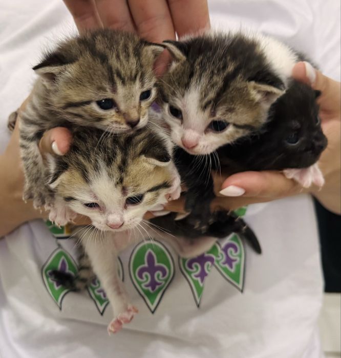 Кошки котят.  Мысыктар