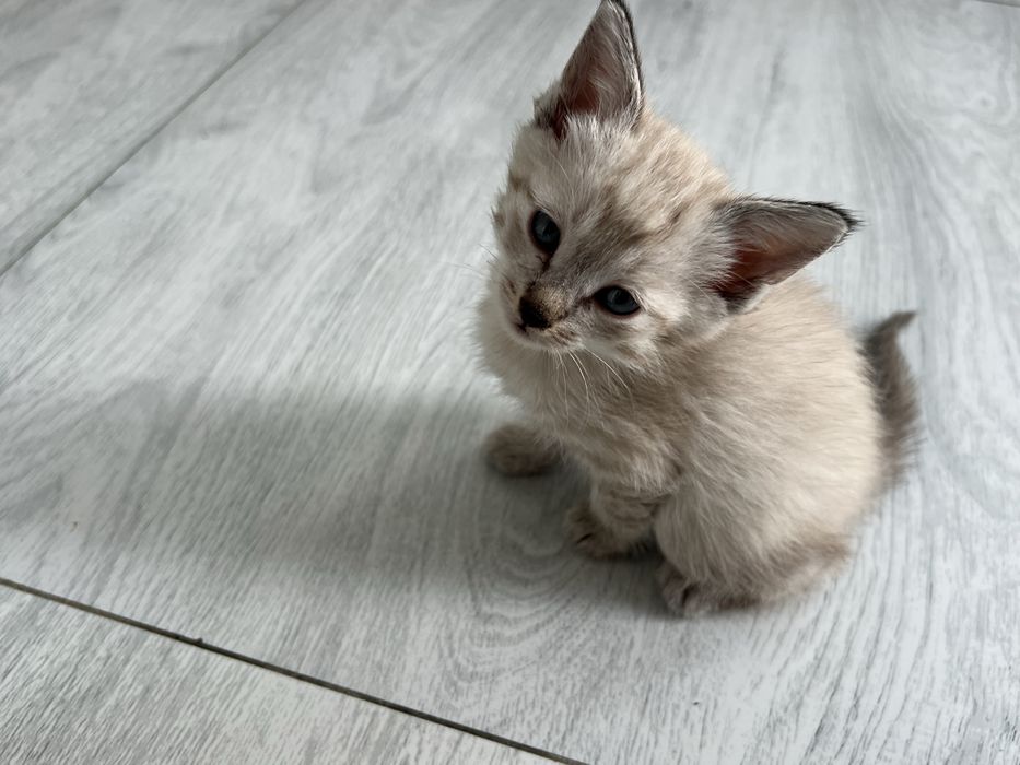 Продаются двух месячные  котёнки сиамской. кошки