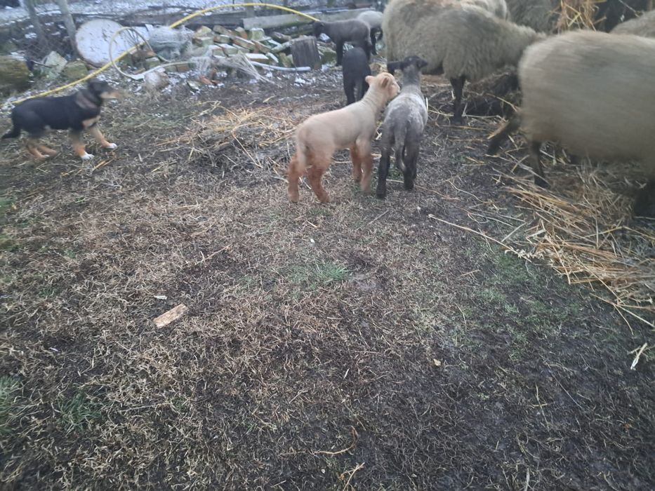 Oi carabasa romaneasca/Miei, oi carabase