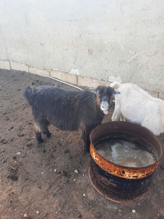 Ешкі Сатылады!!!