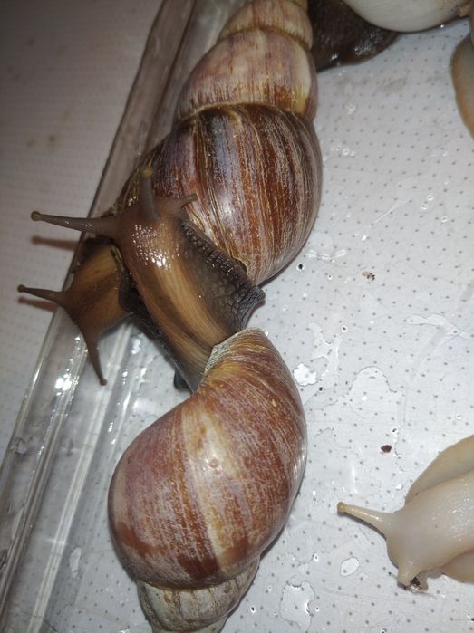 Ахатины разного размера.