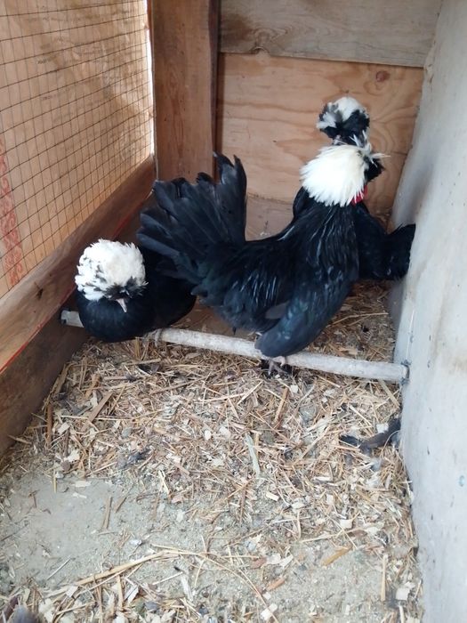 Тауық сатылады..