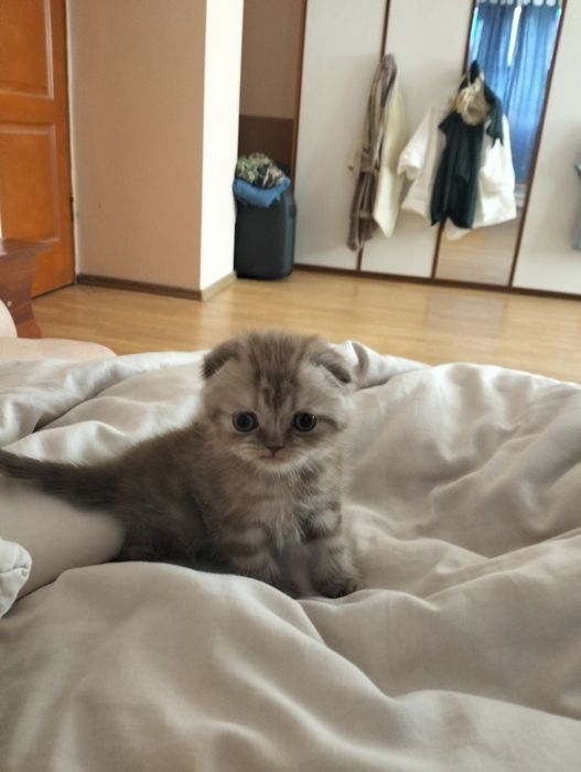 Шотландцы  тёмных окрасов