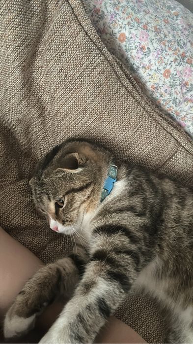 котенок 6-7месяц