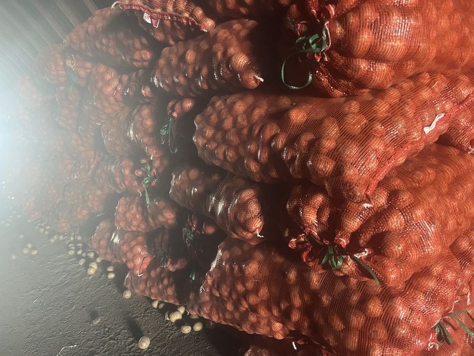 Продам семена картофель сорт гала