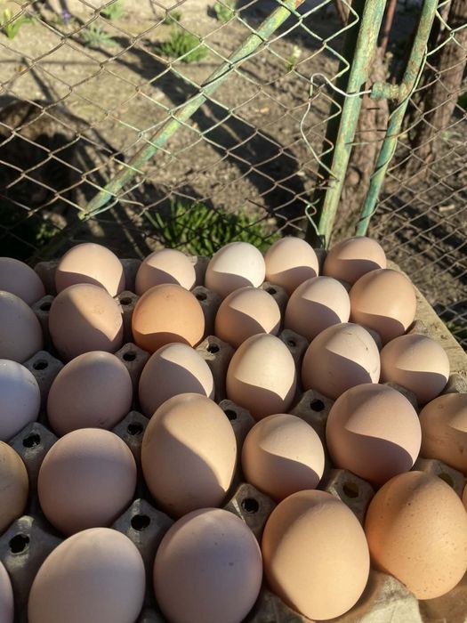 Ouă de casă proaspete- de la găini crescute natural
