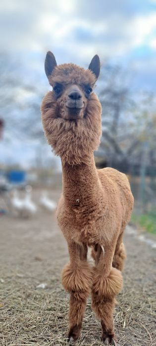Vand alpaca femele si masculi