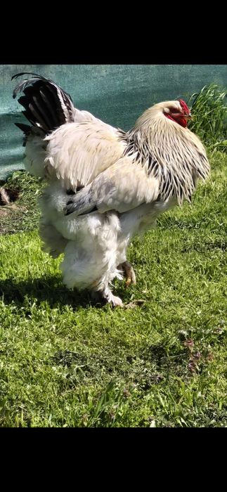 Gaini și cocoși brahma