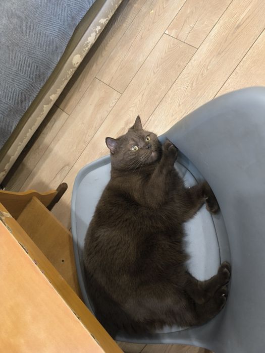 Отдам кота, в хорошие руки.