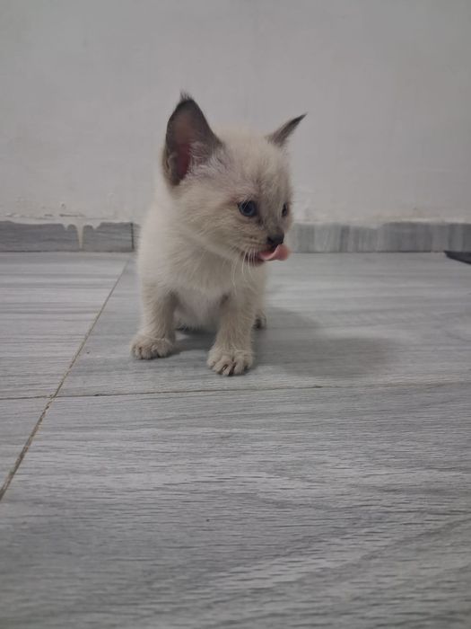 Маленькие красивые котята