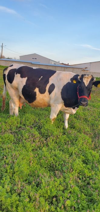 Vând vacă gestantă