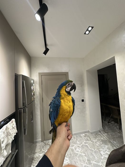 сине желтый ара